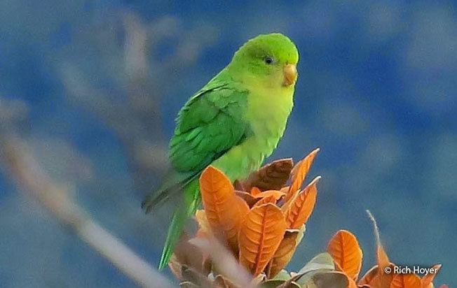 Andean parakeet Andean Parakeet