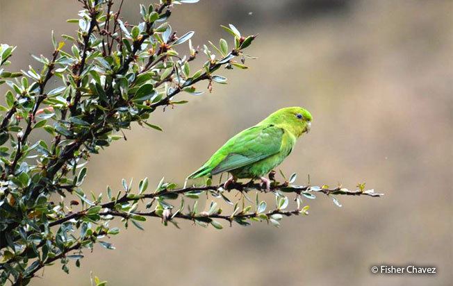 Andean parakeet Andean Parakeet