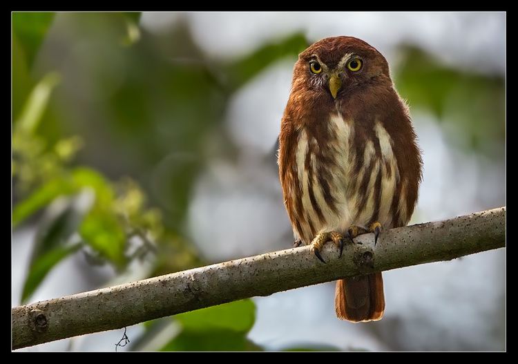 Andean pygmy owl Andean Pygmy Owljpgm1343767842