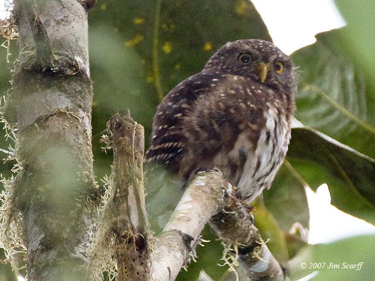 Andean pygmy owl httpsuploadwikimediaorgwikipediacommons77