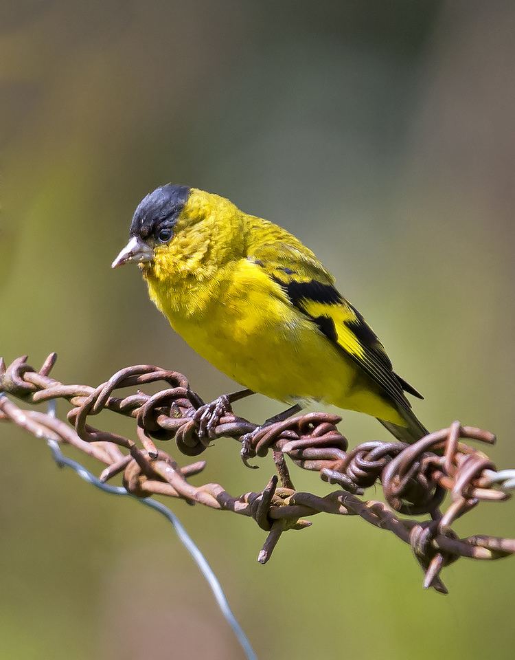 Andean siskin Andean Siskin Carduelis spinescens BIRDS FRINGILLIDAE finches