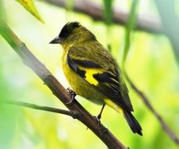 Andean siskin wwwbirdforumnetopusimagesthumb667AndeanSi