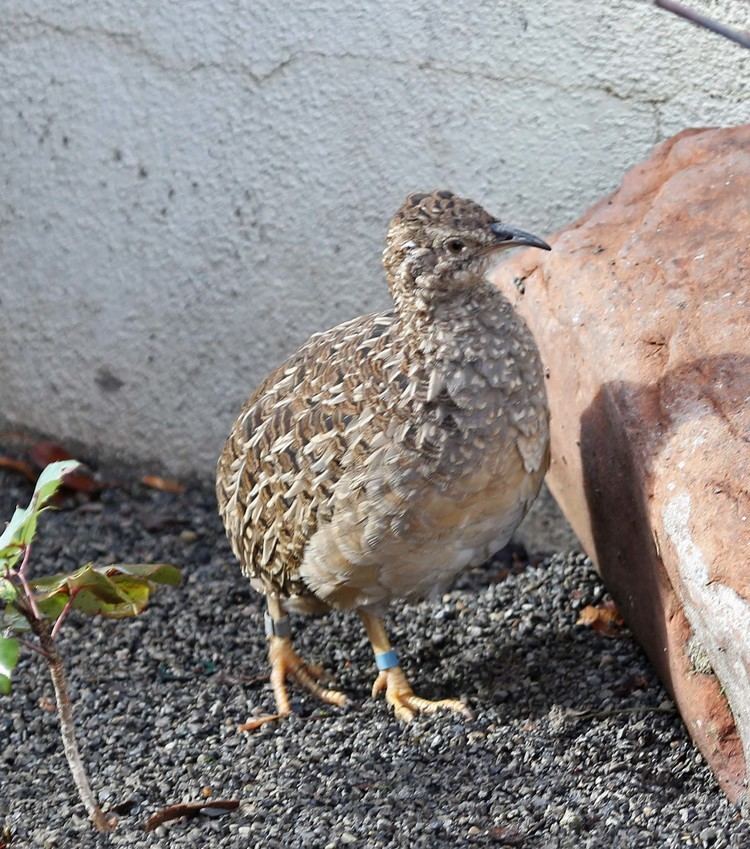 Andean tinamou Pictures and information on Andean Tinamou