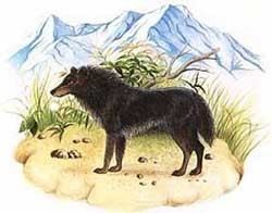 Andean wolf wwwmetareligioncomParanormaleCryptozoologyim