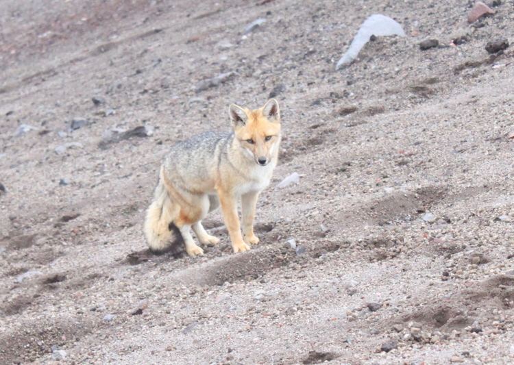 Andean wolf Andean Wolf Photos Diagrams amp Topos SummitPost