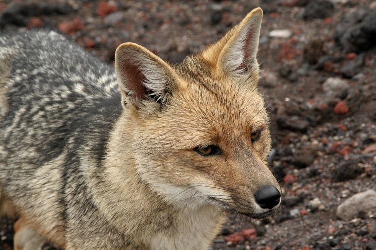 Andean wolf Andean Wolf Jon Poulter Flickr