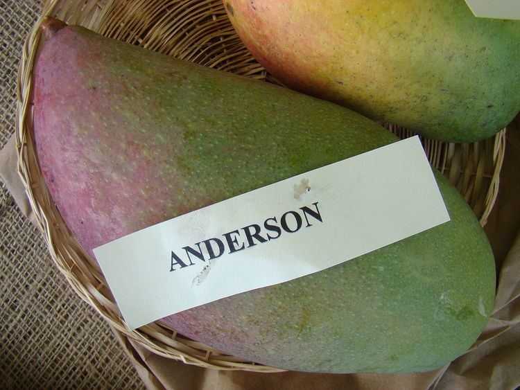 Anderson (mango)