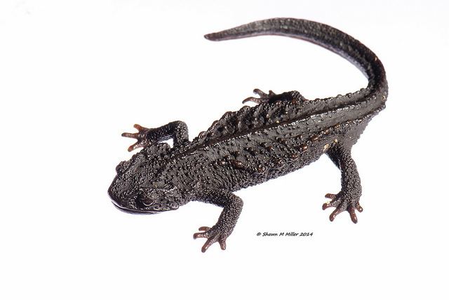 Anderson's crocodile newt okinawanaturephotographycomwpcontentuploads20