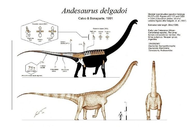 Andesaurus Andesaurus Pictures amp Facts The Dinosaur Database