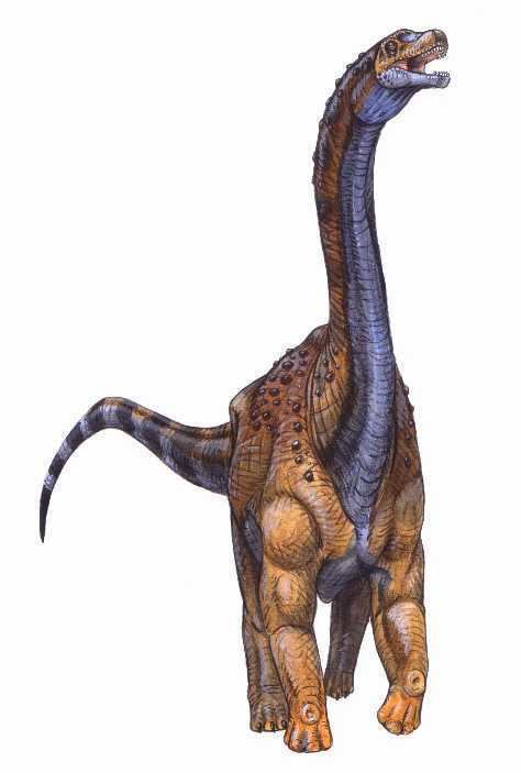Andesaurus Andesaurus delgadoi