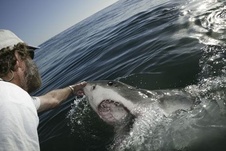 Andre Hartman Meet Andre Hartman South Africas Shark Whisperer Kids News Article
