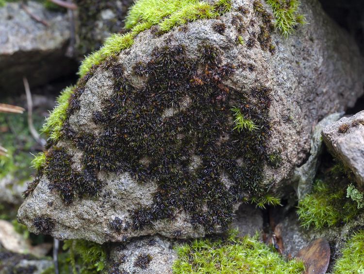 Andreaea CalPhotos Andreaea heinemannii Granite Moss