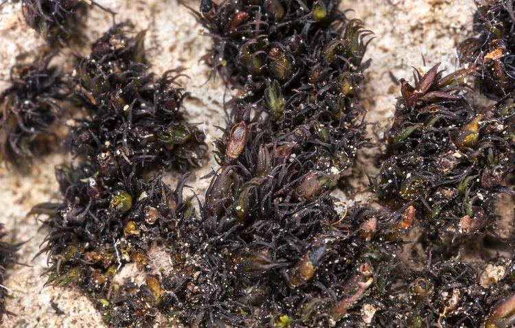 Andreaea California Moss eFlora treatment for Andreaea heinemannii