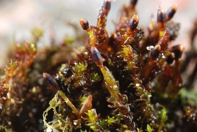 Andreaea Consortium of North American Bryophyte Herbaria Andreaea rupestris