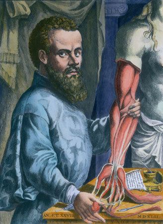 Andreas Vesalius Andreas Vesalius Belgian physician Britannicacom