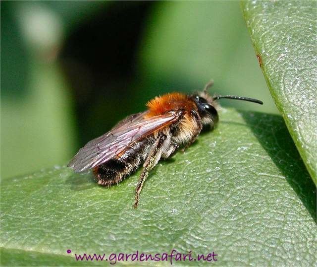 Andrena Gardensafari Mining Bees Andrena sp with lots of pictures