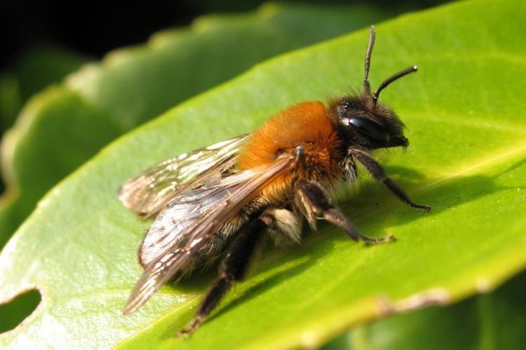 Andrena Andrena nitida Mller1776 BWARS