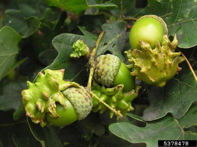 Andricus quercuscalicis knopper gall Andricus quercuscalicis on oak Quercus spp 5378478