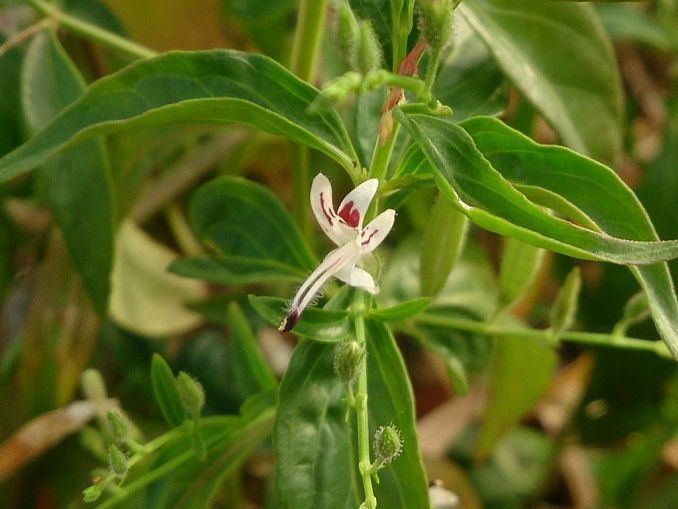Andrographis paniculata Andrographis paniculata Uses and Benefits