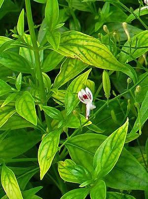 Andrographis paniculata Andrographis Herb Benefits