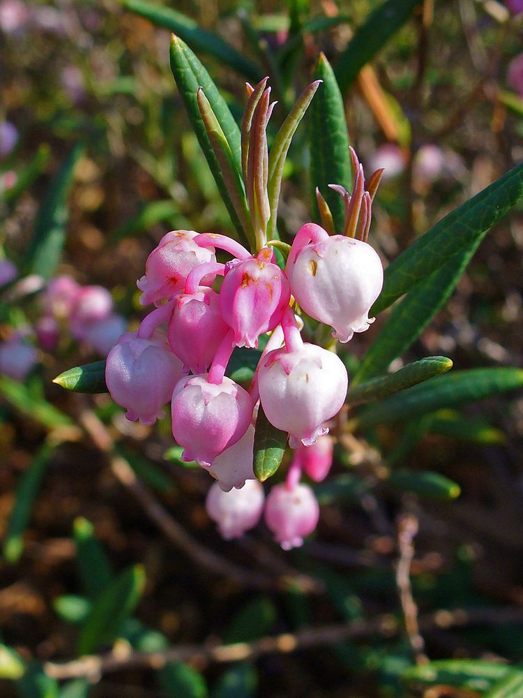 Andromeda polifolia FileAndromeda polifolia 002JPG Wikimedia Commons