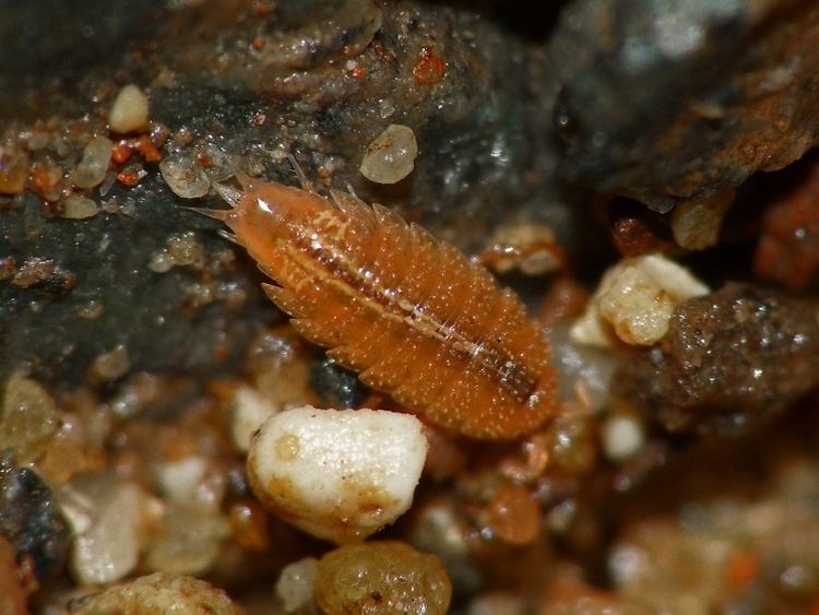 Androniscus dentiger Rosy Woodlouse Androniscus dentiger NatureSpot