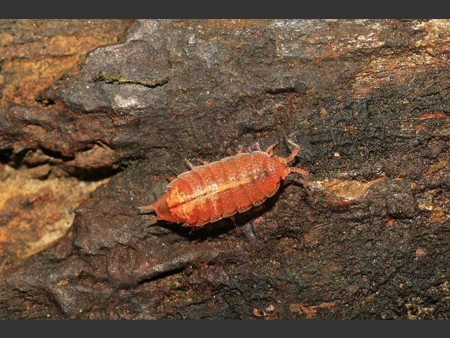 Androniscus dentiger Androniscus dentiger Rosy woodlouse Crustacean images at Roscadghill