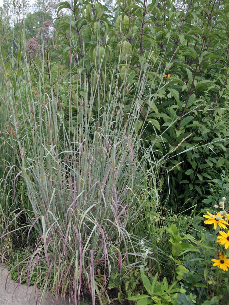 Andropogon Dig deeper into native grasses in the Andropogon genus