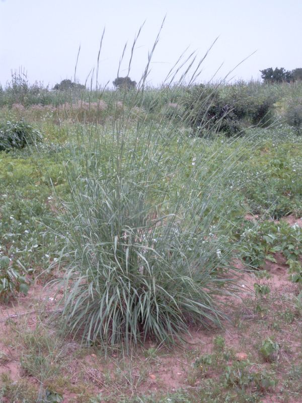 Andropogon gayanus Central African Plants A Photo Guide Andropogon gayanus Kunth