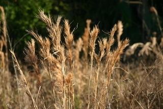 Andropogon glomeratus Andropogon glomeratus Bushy Bluestem Discover Life