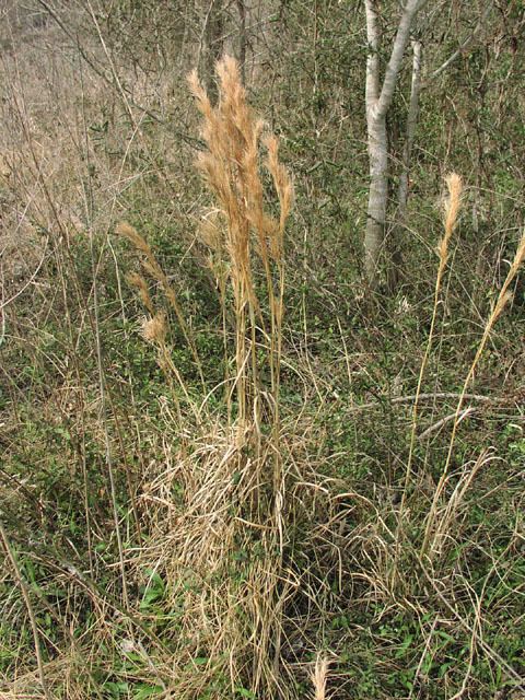 Andropogon glomeratus Andropogon glomeratus