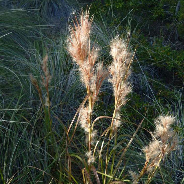 Andropogon glomeratus Andropogon glomeratus bushy bluestem Go Botany