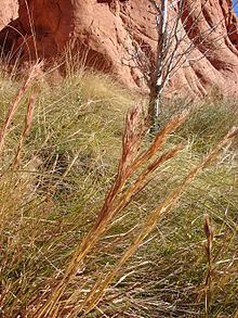 Andropogon glomeratus httpsuploadwikimediaorgwikipediacommonsthu