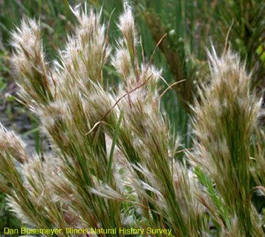 Andropogon glomeratus Illinois Natural History Survey Andropogon glomeratus Bushy Bluestem