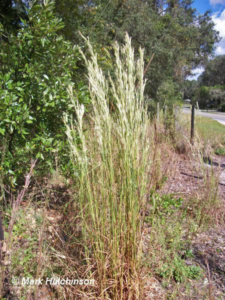 Andropogon virginicus Florida Native Plant Society