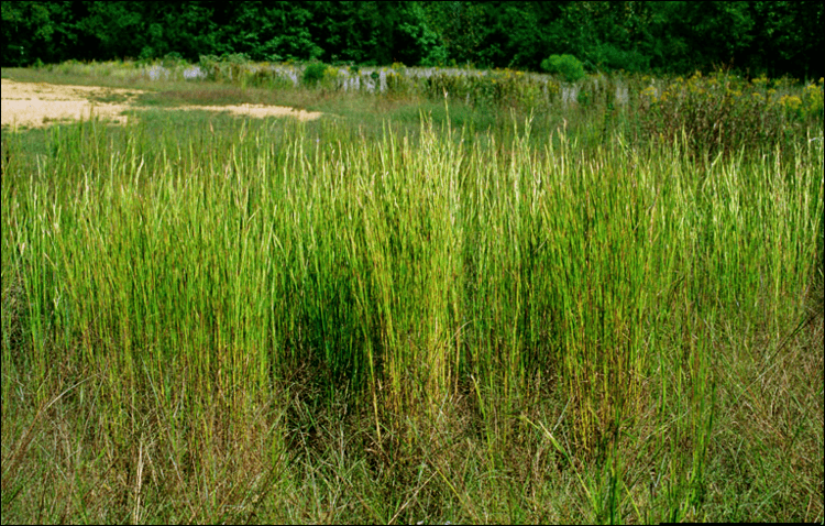 Andropogon virginicus Andropogon virginicus Broomsedge Baker Environmental Nursery