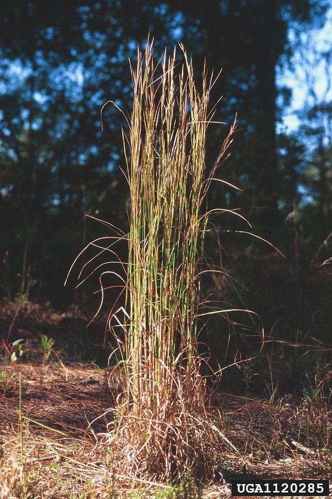 Andropogon virginicus Andropogon virginicus broomsedge bluestem Go Botany