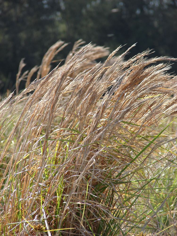 Andropogon virginicus FileStarr 0806046308 Andropogon virginicusjpg Wikimedia Commons