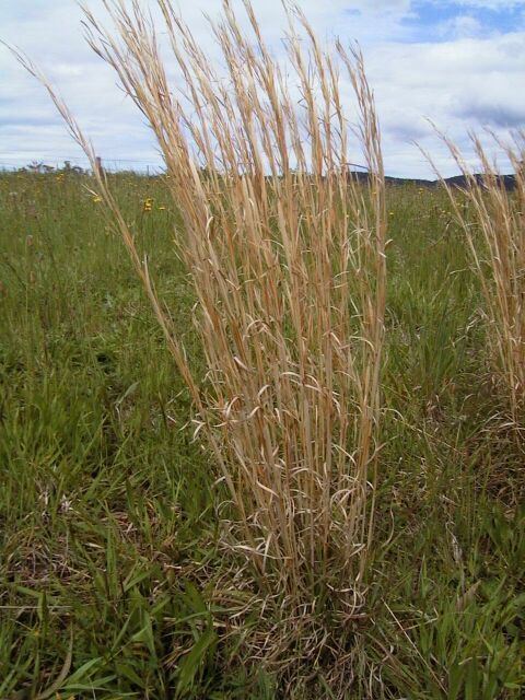 Andropogon virginicus Whisky grass Andropogon virginicus Eurobodalla Shire Council