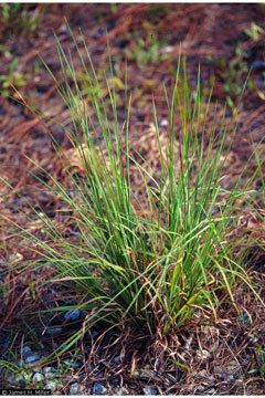 Andropogon virginicus Andropogon virginicus Broomsedge Bluestem PFAF Plant Database