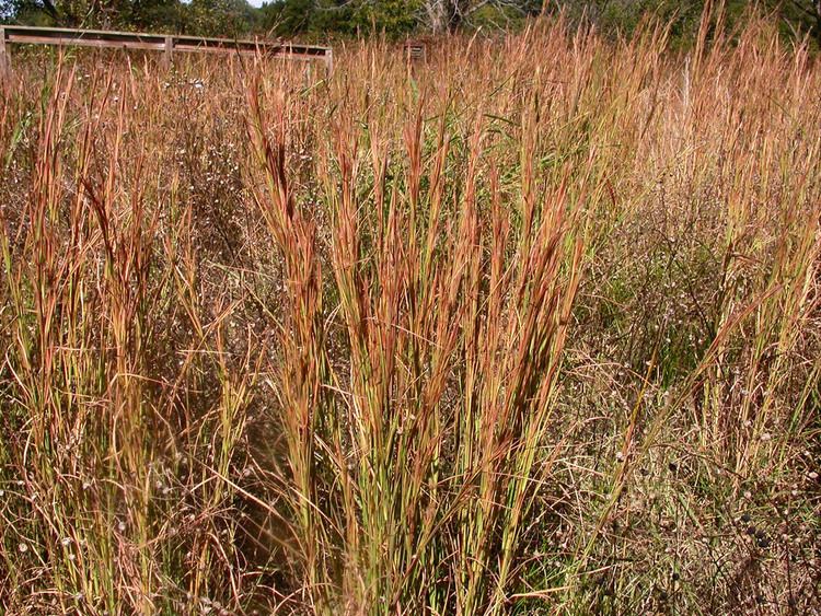 Andropogon virginicus Andropogon virginicus Poaceae image 12814 at PhytoImagessiuedu