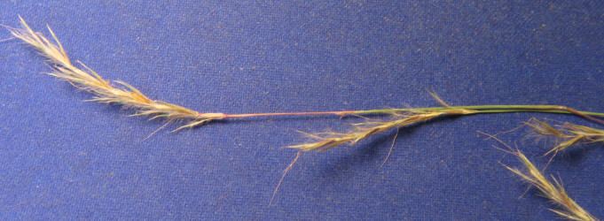 Andropogoneae Grass Panicoideae Andropogoneae
