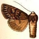 Andropolia extincta