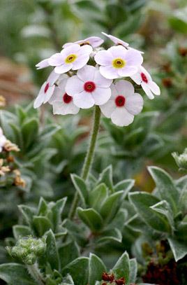 Androsace Androsace lanuginosa woolly rock jasmineRHS Gardening