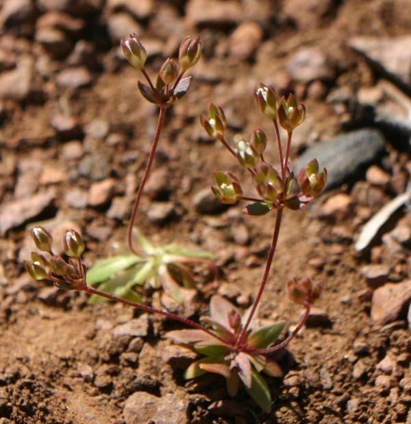 Androsace occidentalis androsaceoccidentalis1jpg