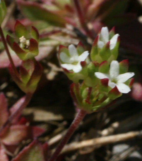 Androsace occidentalis Androsace occidentalis Western Rock Jasmine