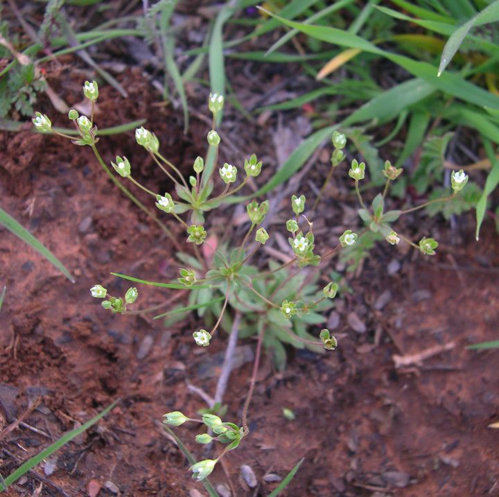 Androsace occidentalis SEINet Arizona Chapter Androsace occidentalis