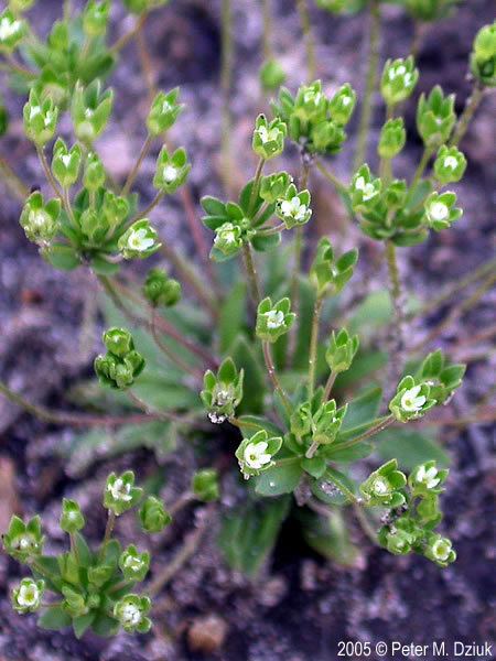 Androsace occidentalis Androsace occidentalis Western Rock Jasmine Minnesota Wildflowers