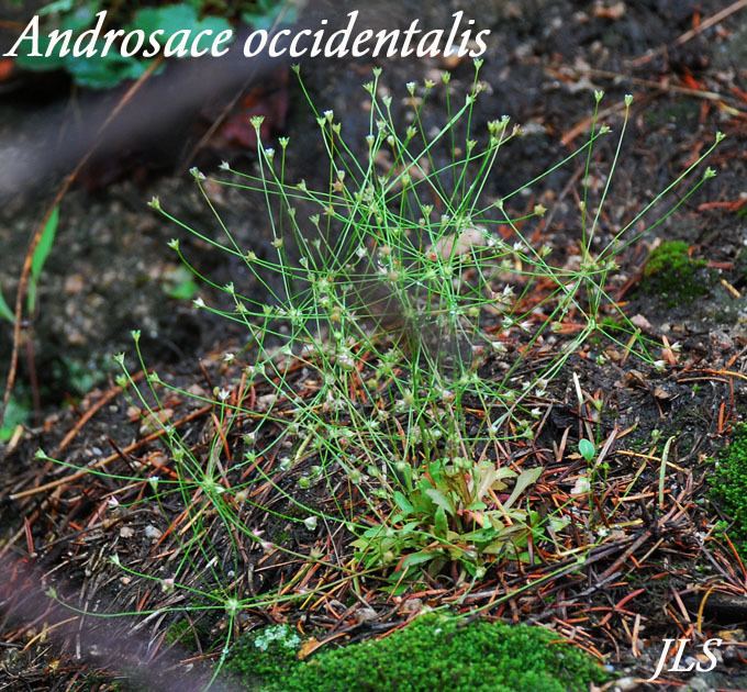 Androsace occidentalis Androsace occidentalis Rock Jasmine