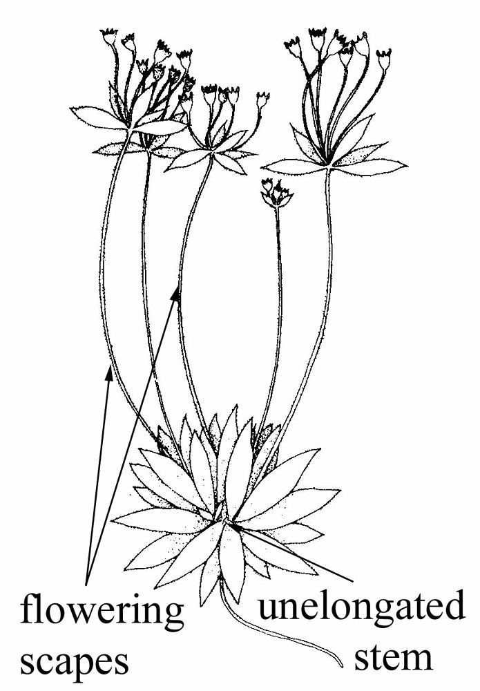 Androsace occidentalis Androsace occidentalis western androsace Go Botany